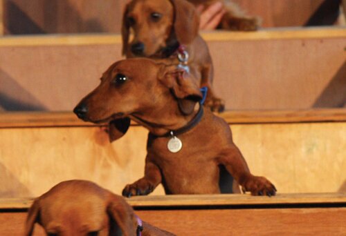 Dachshund UN web4